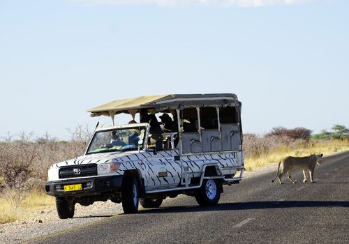 Guided Game Drive 